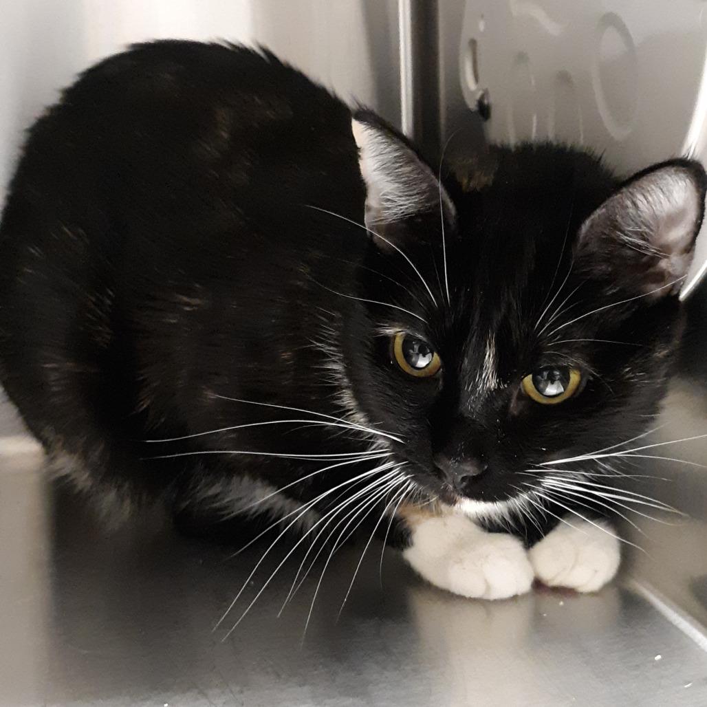 Mr. Kitty, Adoptable, Adult Female Domestic Medium Hair.