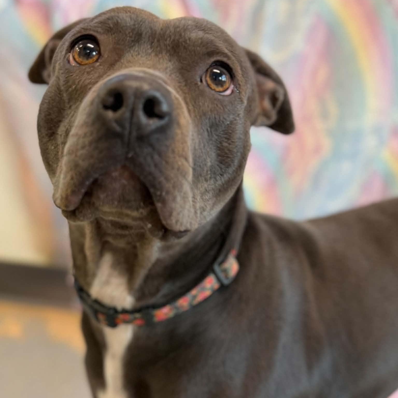 Enlarge Cloverette, a ADOPTABLE mixed breed in Martinsville, IN image 1/5