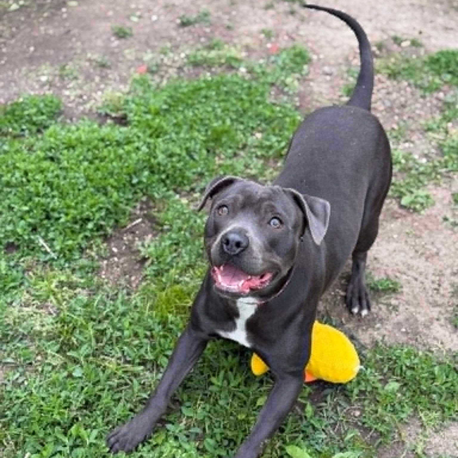 Enlarge Cloverette, a ADOPTABLE mixed breed in Martinsville, IN image 2/4