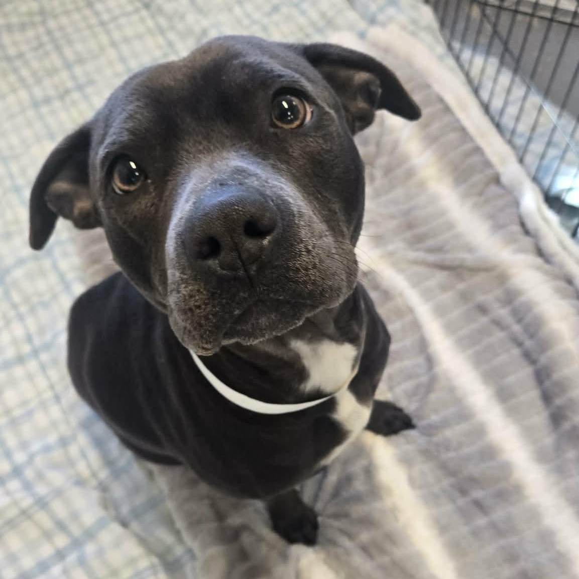 Enlarge Cloverette, a ADOPTABLE mixed breed in Martinsville, IN image 1/2