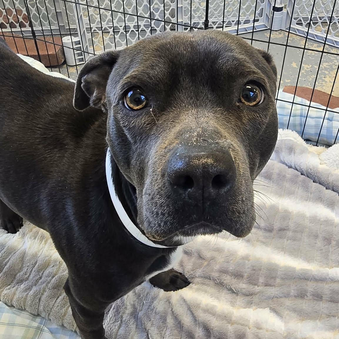 Enlarge Cloverette, a ADOPTABLE mixed breed in Martinsville, IN image 2/2