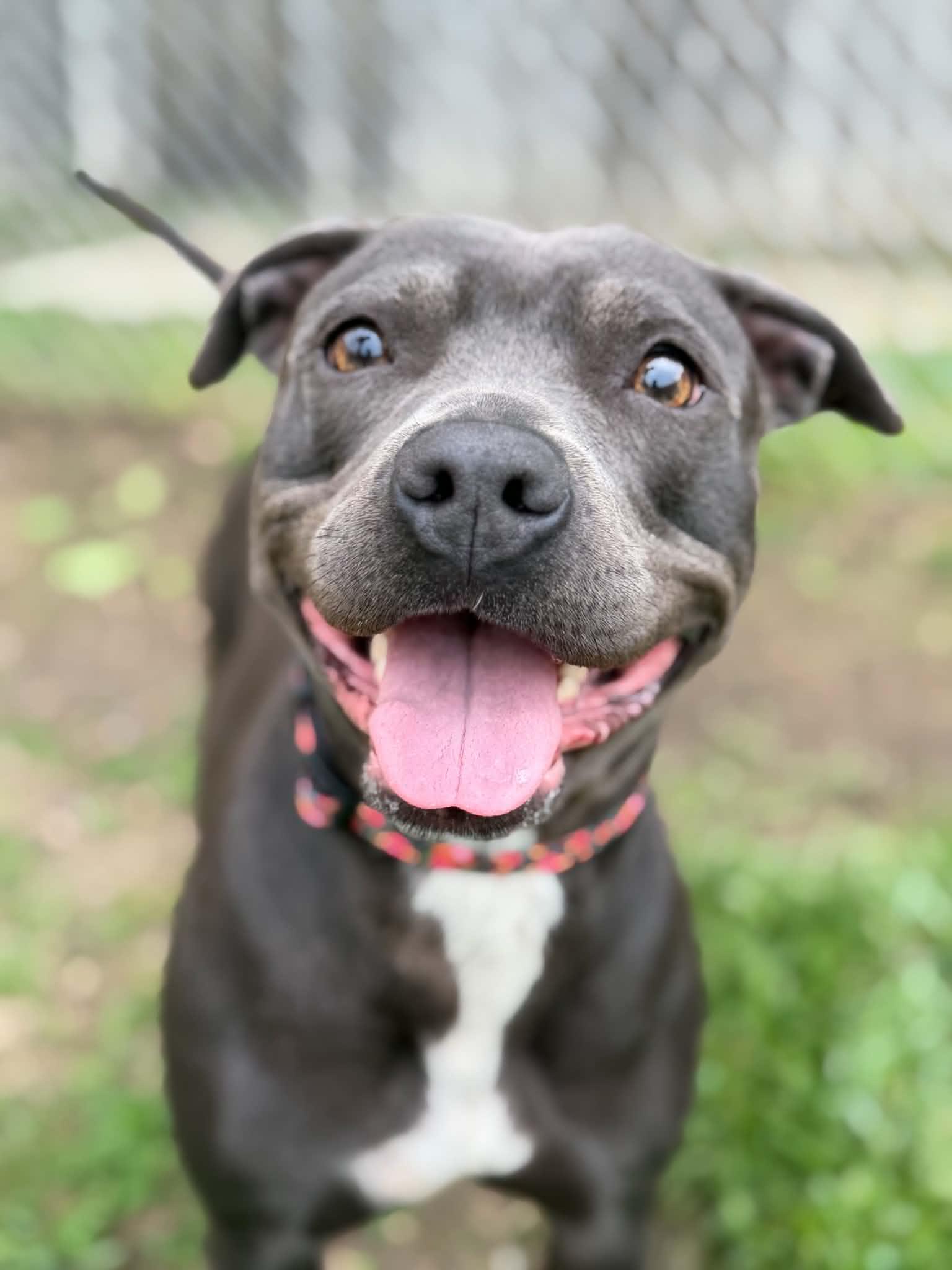 Enlarge Cloverette, a ADOPTABLE mixed breed in Martinsville, IN image 3/4