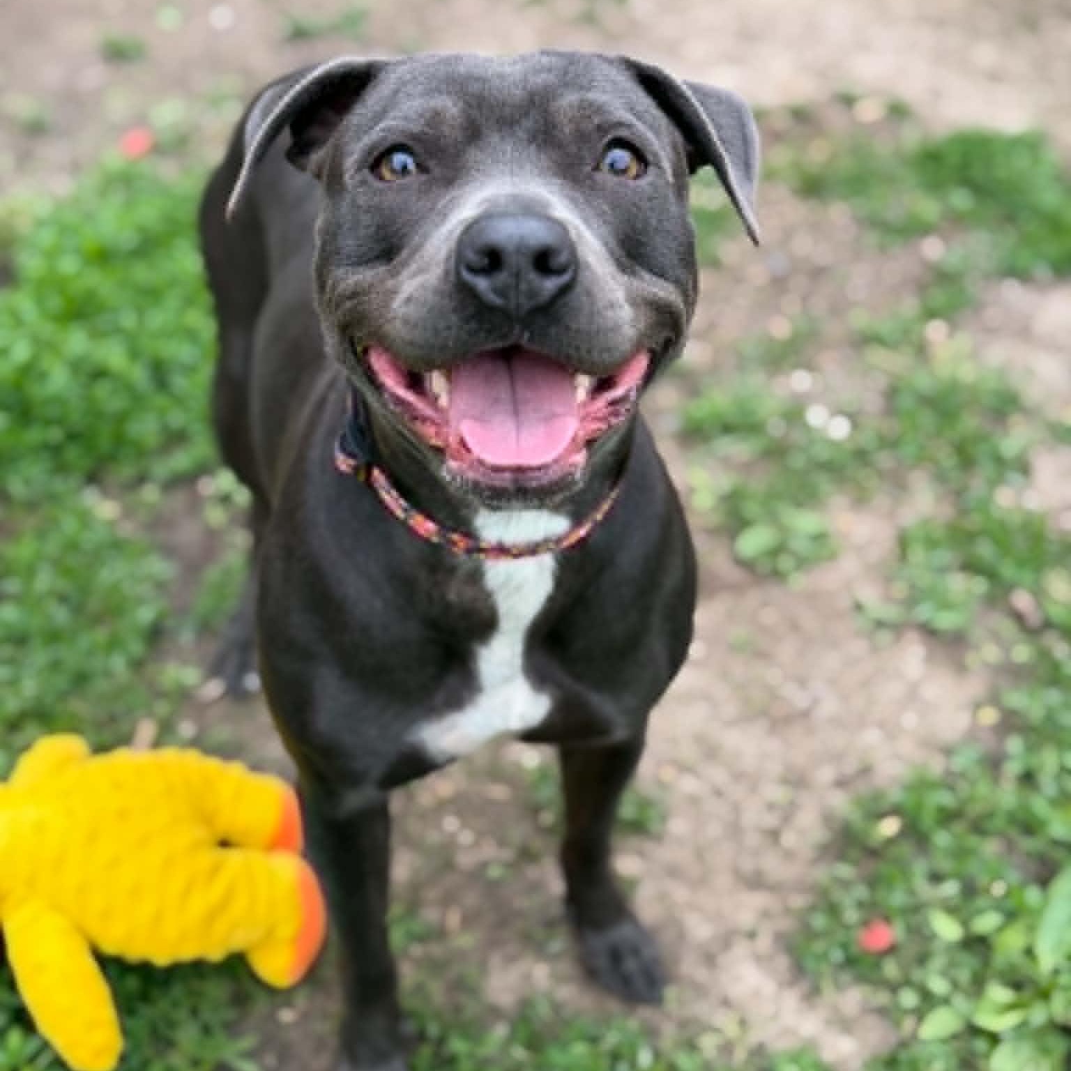 Cloverette, ADOPTABLE, Adult Female Pit Bull Terrier.