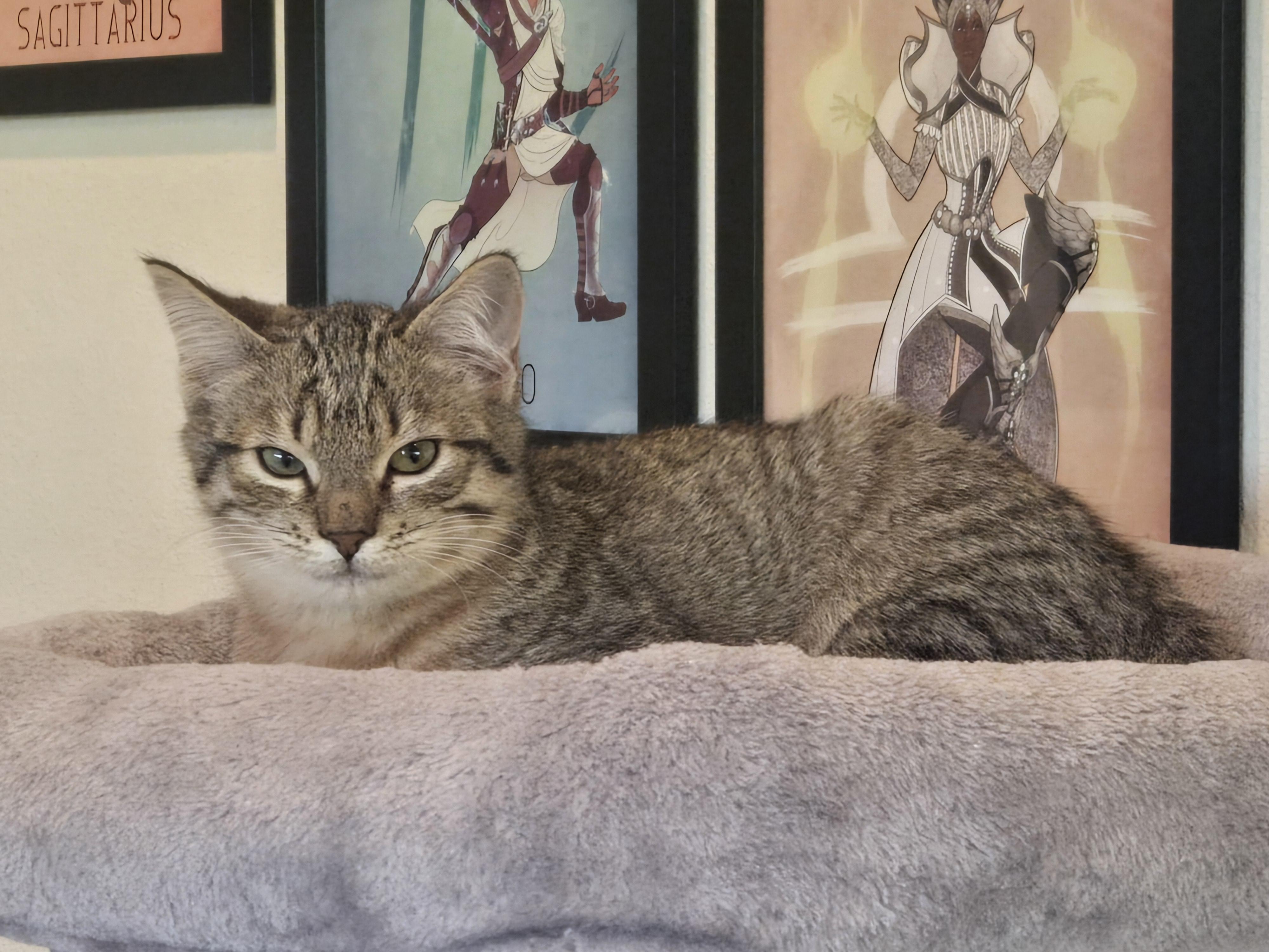 Willow, a Adoptable Domestic Short Hair in Renton, WA image 4/5