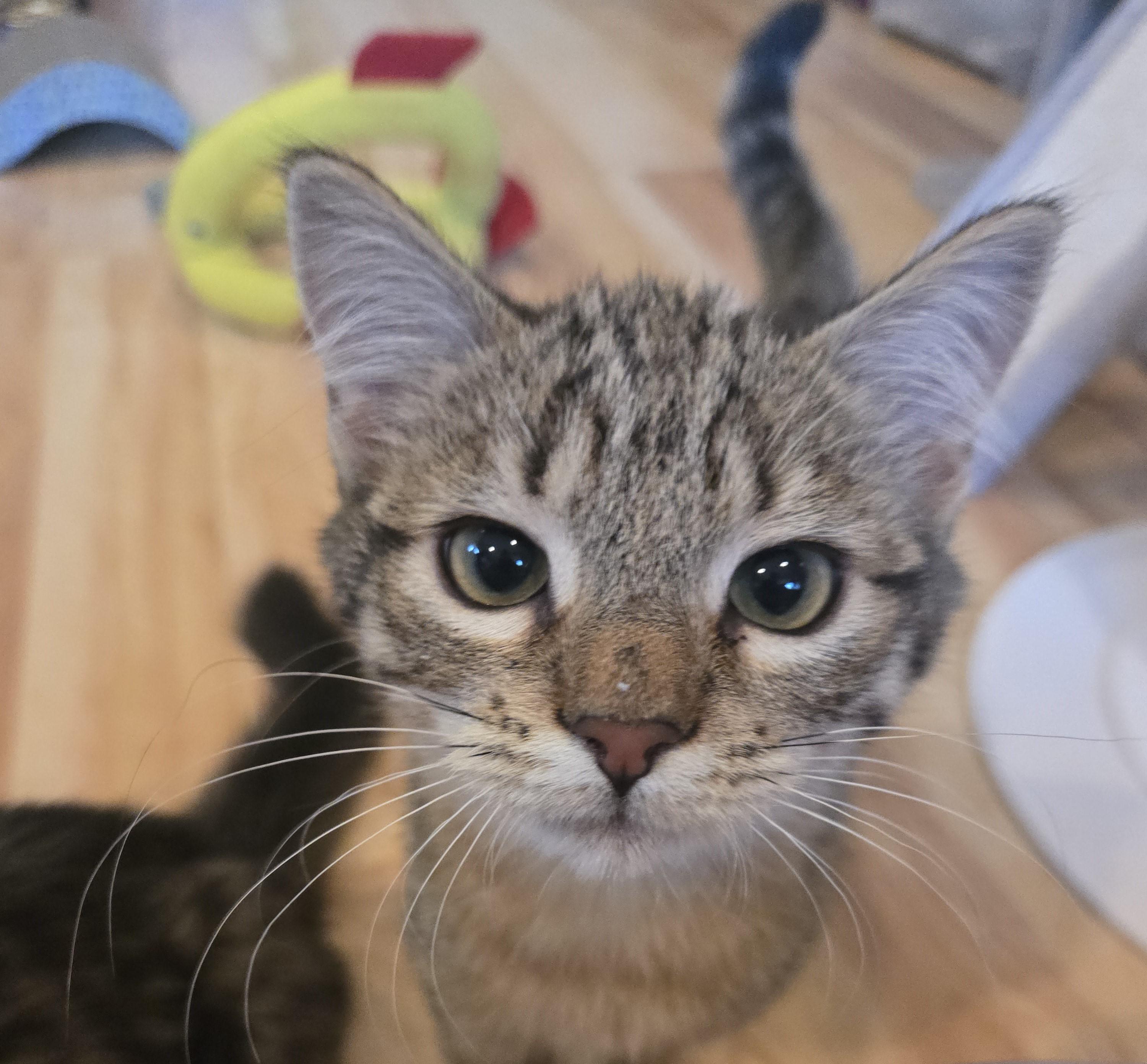 Willow, a Adoptable Domestic Short Hair in Renton, WA image 3/5