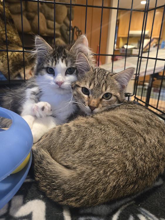Willow, a Adoptable Domestic Short Hair in Renton, WA image 5/5