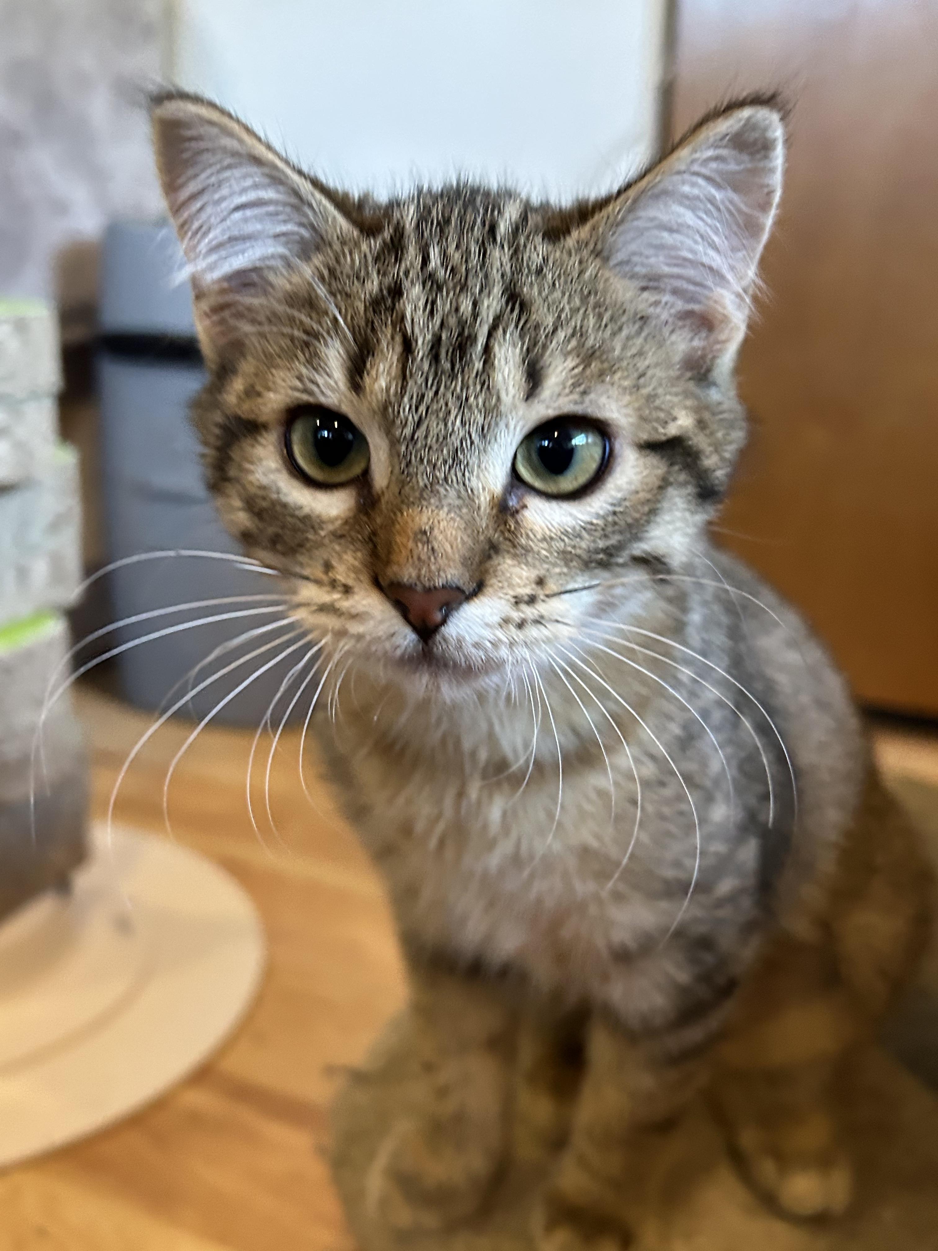 Willow, a Adoptable Domestic Short Hair in Renton, WA image 1/5