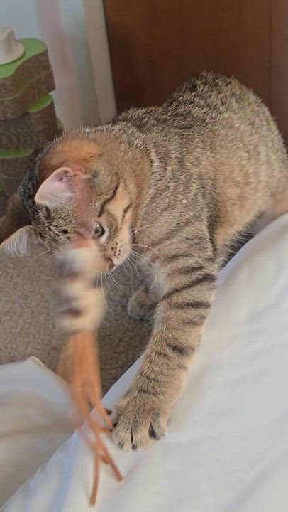 Enlarge Willow, a Adoptable Domestic Short Hair in Renton, WA video 2/5