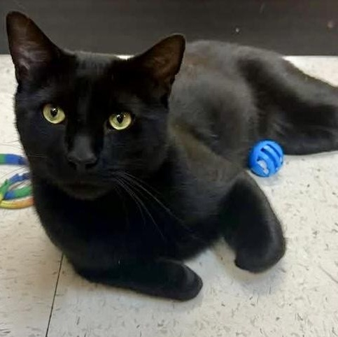 Clarence, adopted, Young Male Domestic Short Hair.