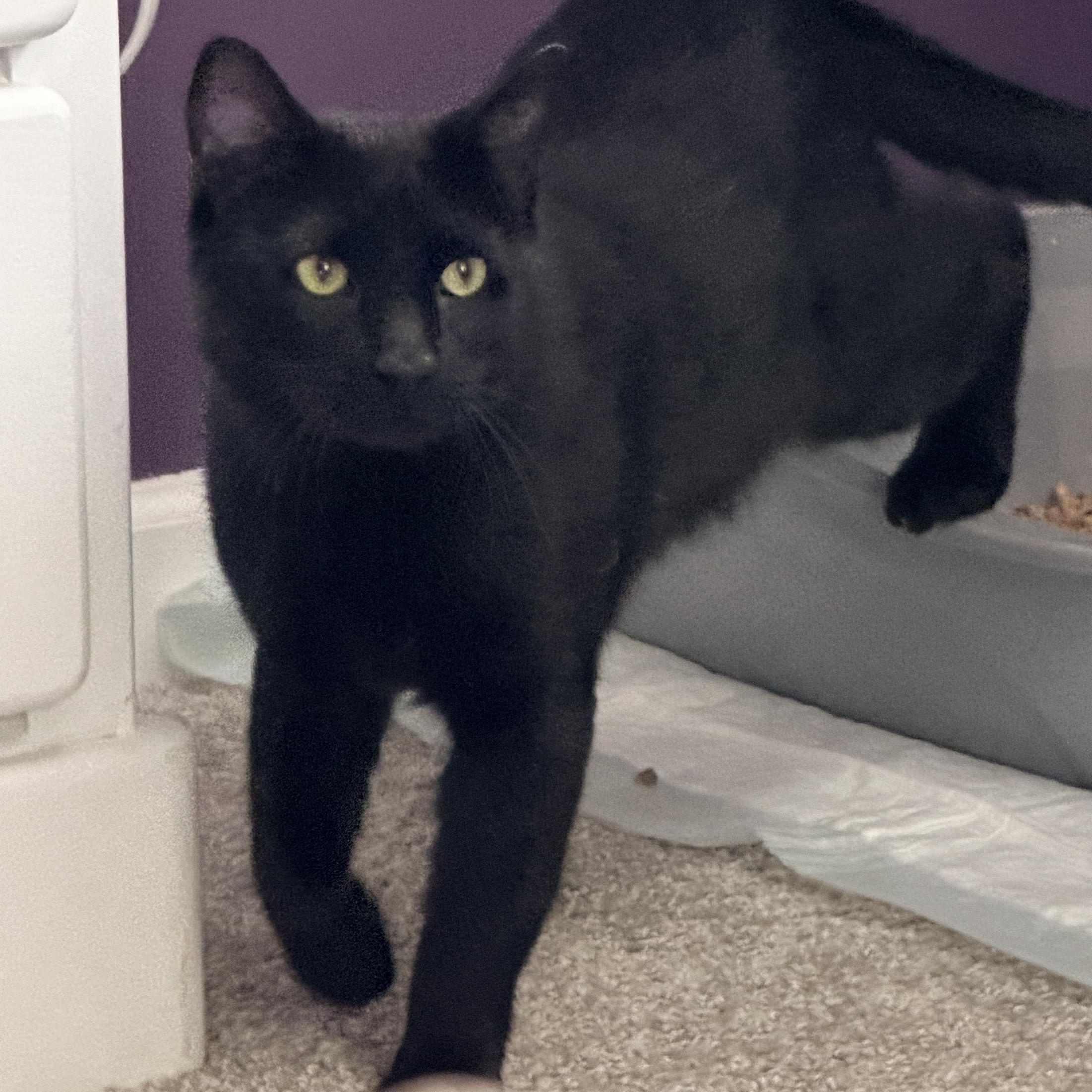 Clarence, an adopted Domestic Short Hair in Syracuse, NY image 5/6