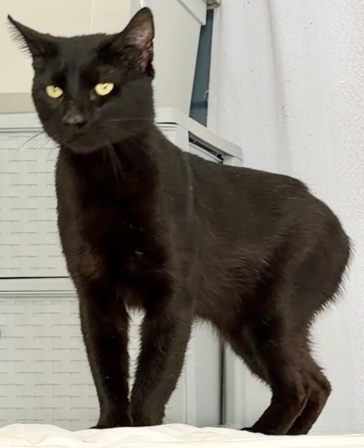 Clarence, an adopted Domestic Short Hair in Syracuse, NY image 2/6