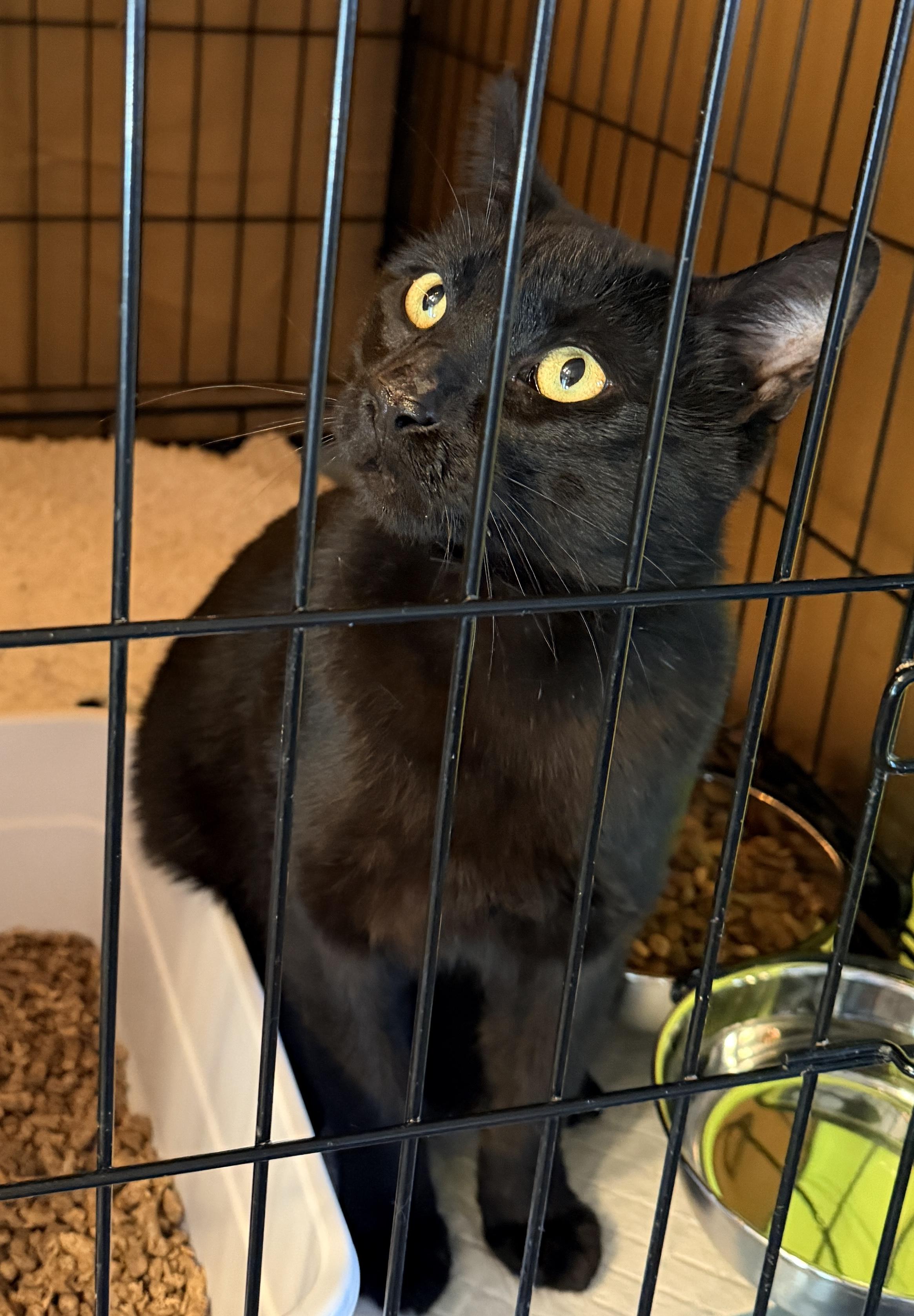 Clarence, an adopted Domestic Short Hair in Syracuse, NY image 6/6