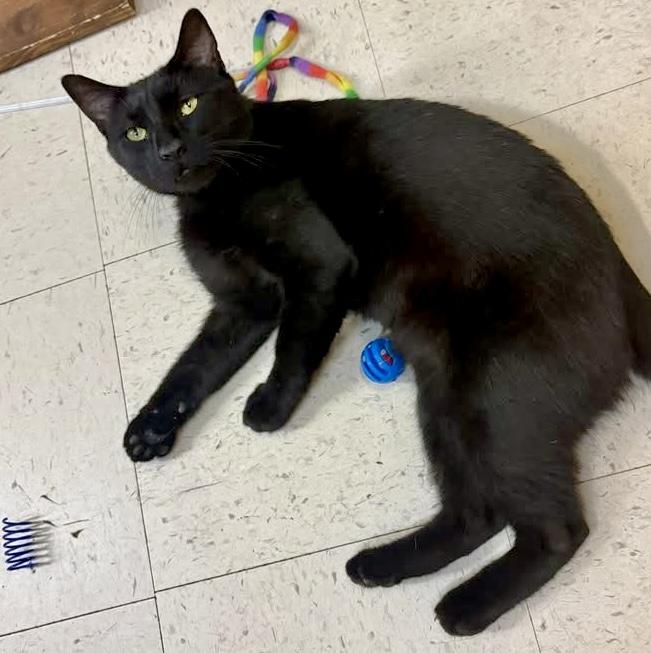 Clarence, an adopted Domestic Short Hair in Syracuse, NY image 3/6