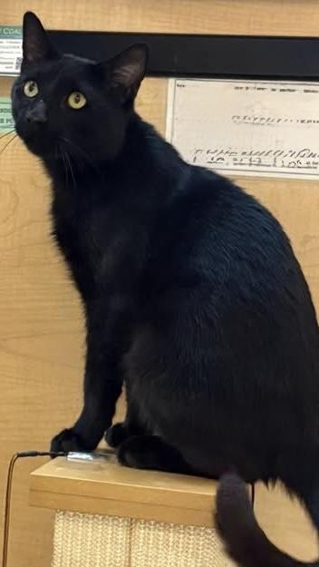 Clarence, an adopted Domestic Short Hair in Syracuse, NY image 4/6
