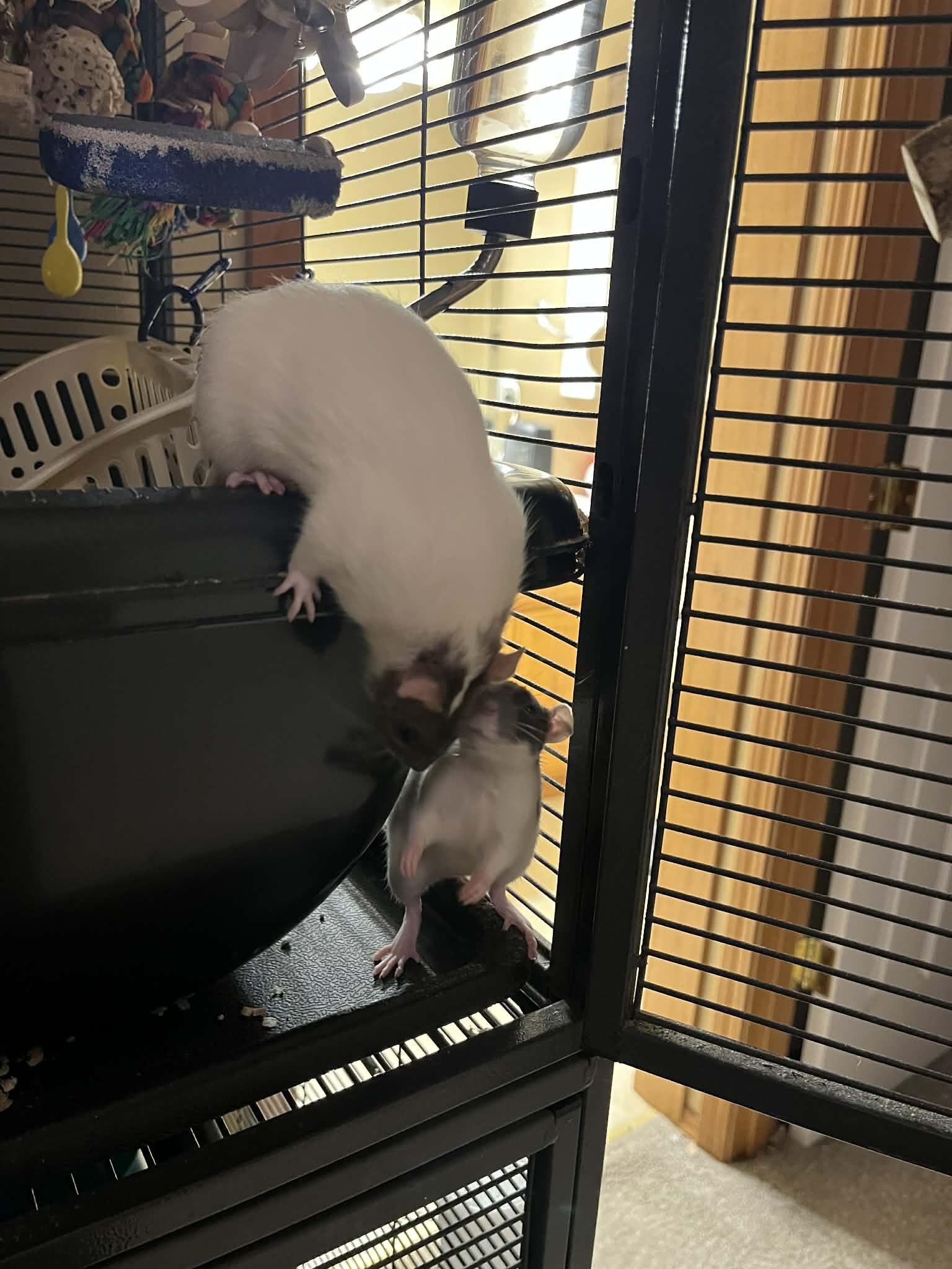 Enlarge Penny, Juno & Gemma, an adopted Rat in Eugene, OR image 4/6