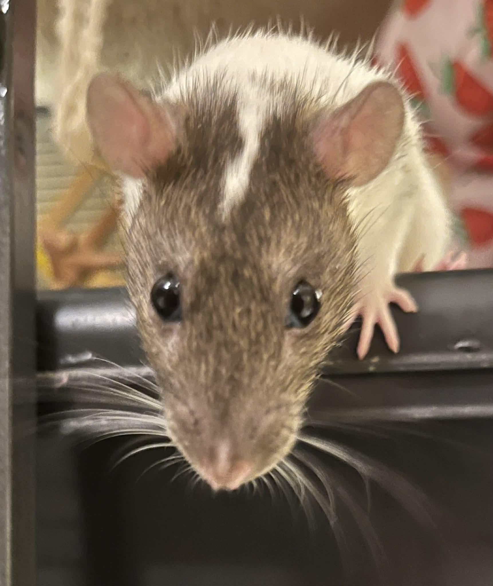 Enlarge Penny, Juno & Gemma, an adopted Rat in Eugene, OR image 3/6