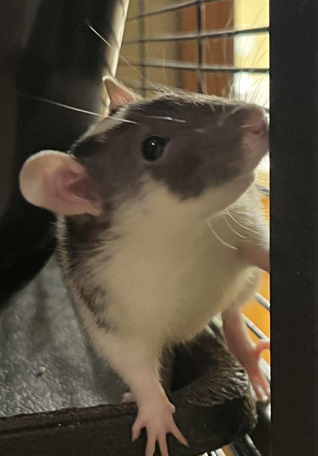 Enlarge Penny, Juno & Gemma, an adopted Rat in Eugene, OR image 5/6