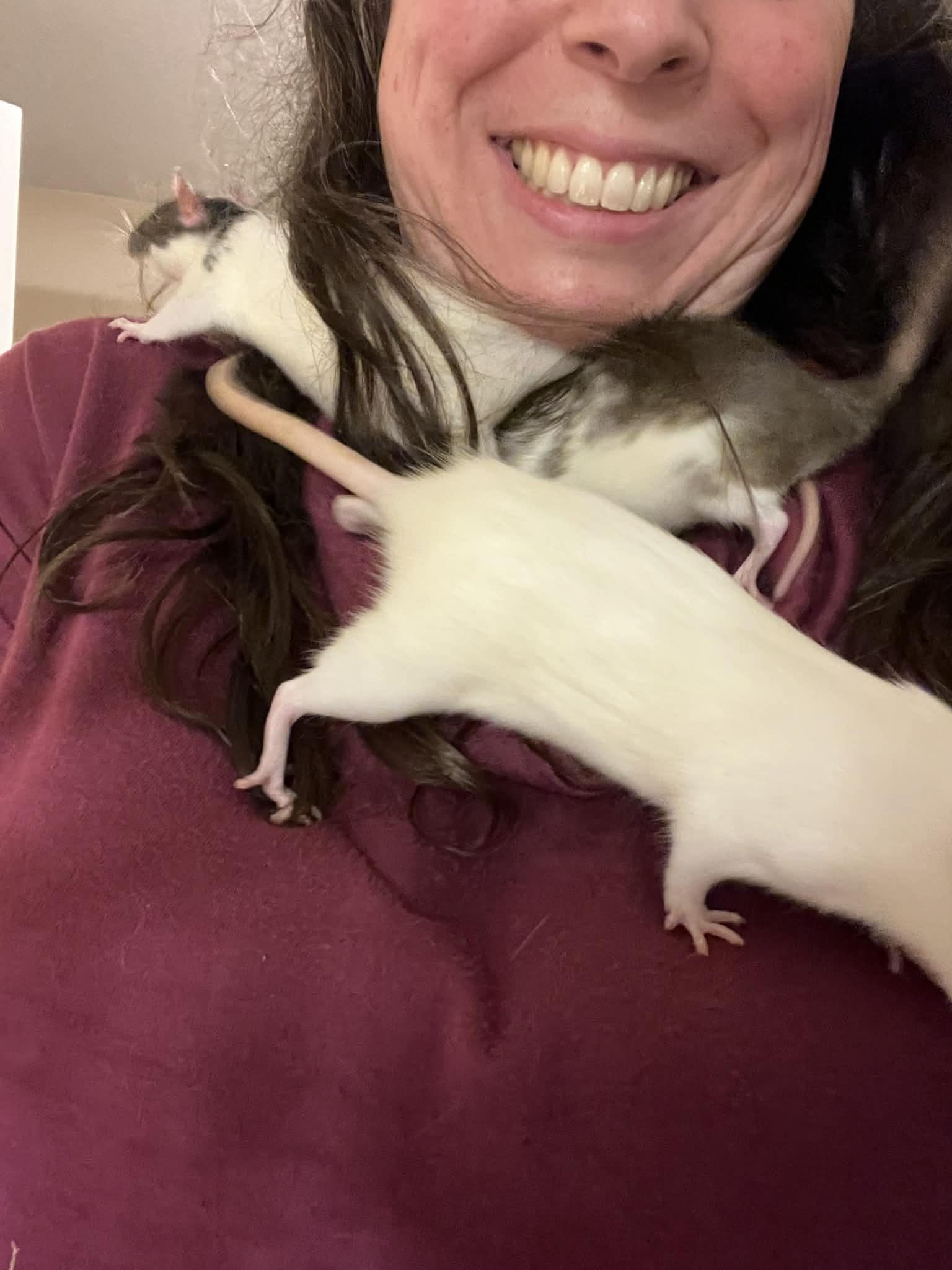 Enlarge Penny, Juno & Gemma, an adopted Rat in Eugene, OR image 1/6
