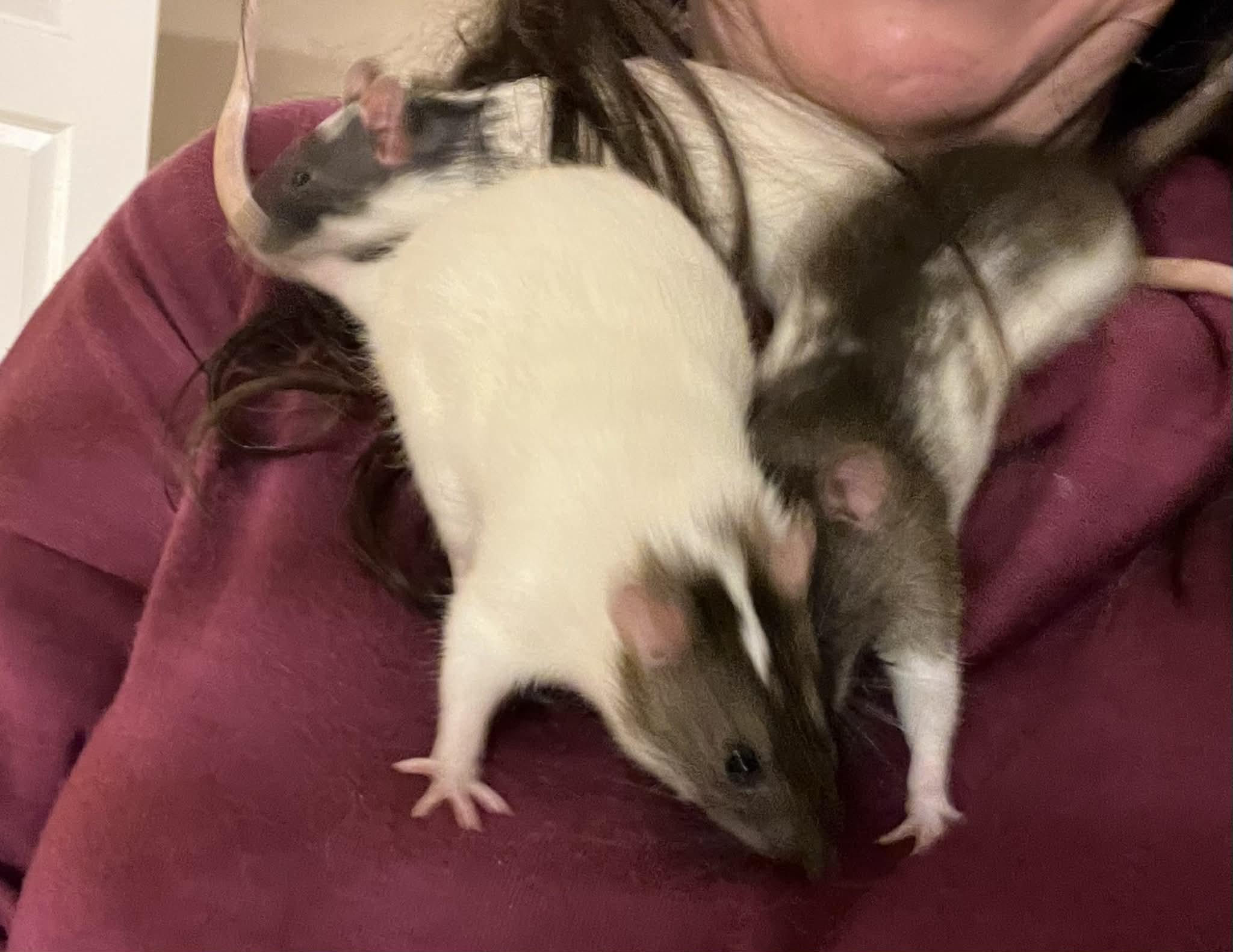 Enlarge Penny, Juno & Gemma, an adopted Rat in Eugene, OR image 2/6