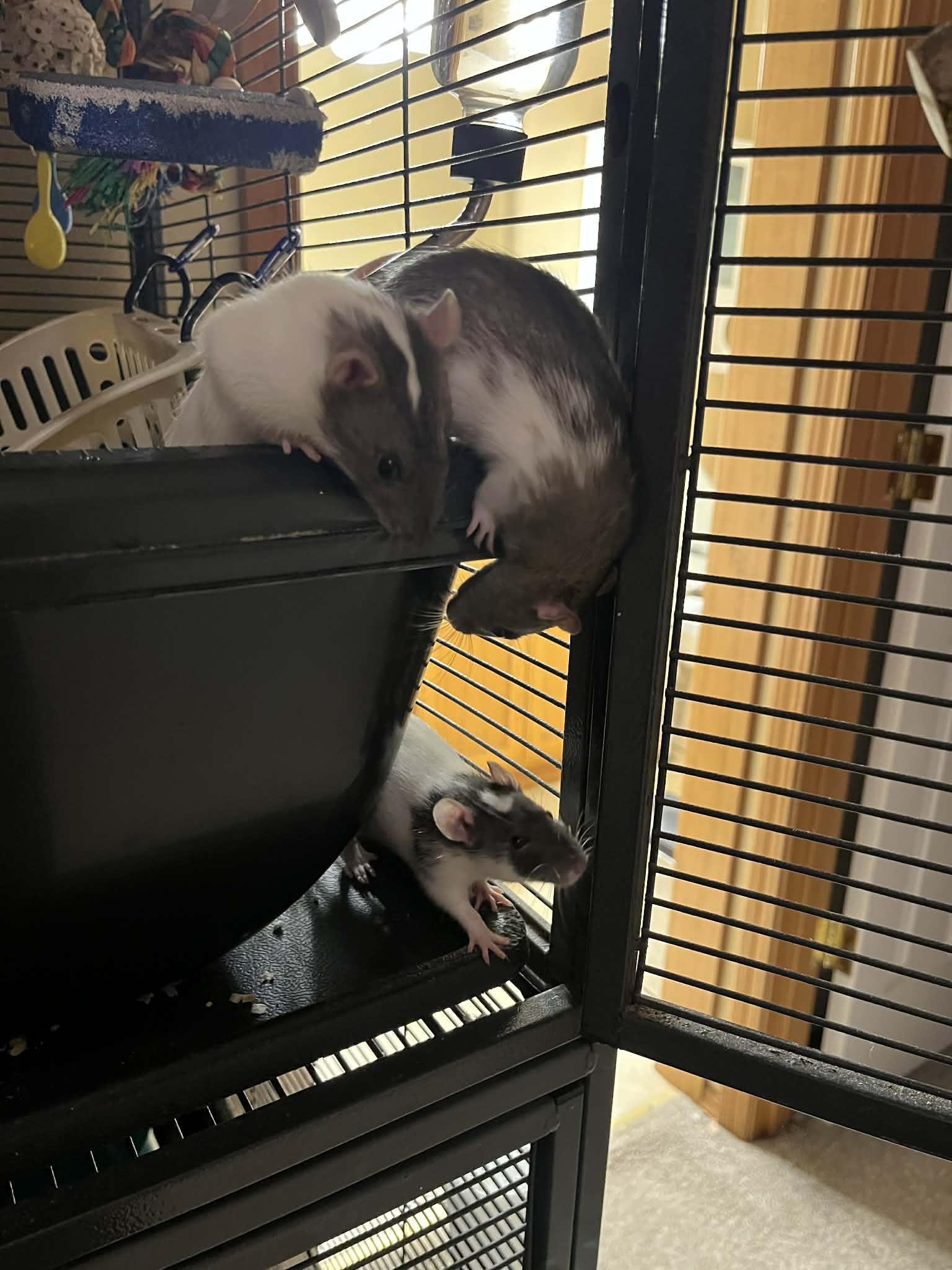 Enlarge Penny, Juno & Gemma, an adopted Rat in Eugene, OR image 6/6