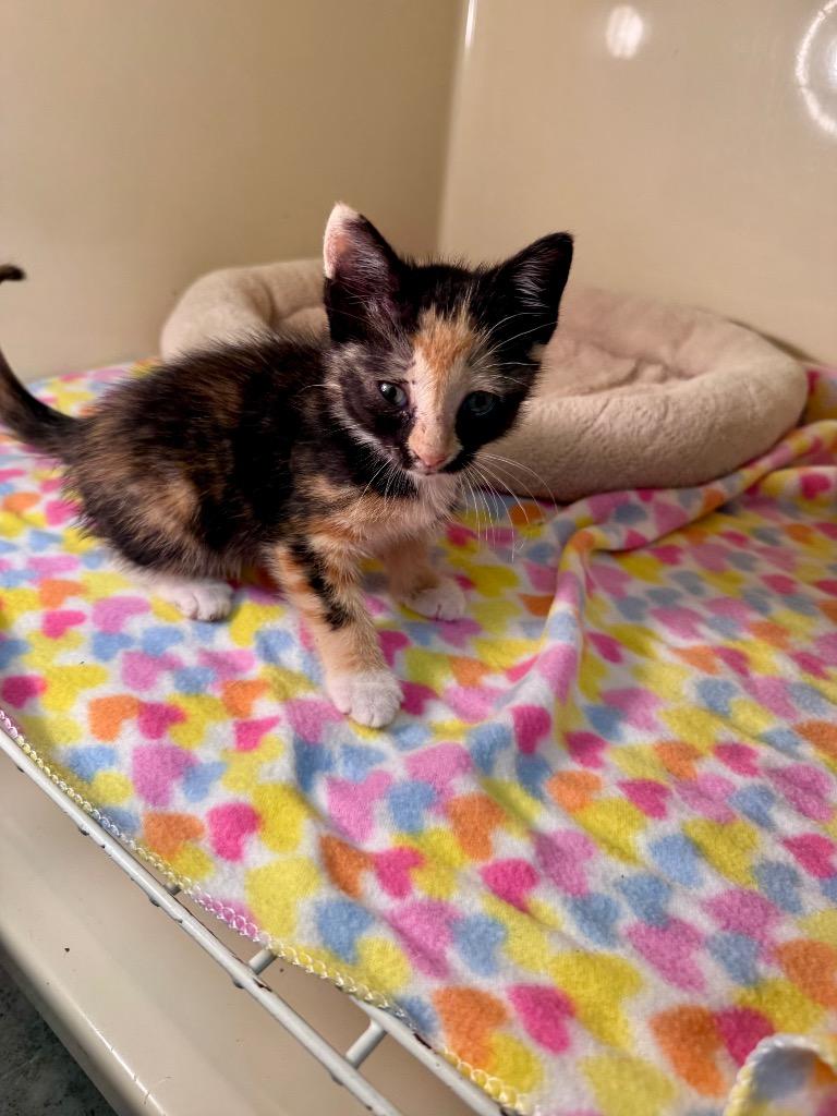 Maple, Adoptable, Kitten Female Domestic Short Hair.