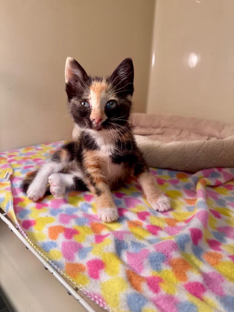 Maple, a Adoptable mixed breed in Clinton, SC image 3/3