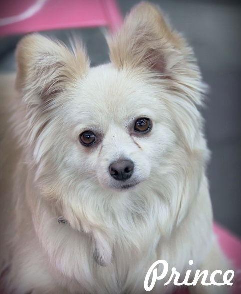 Prince, Adoptable, Adult Male Pomeranian.
