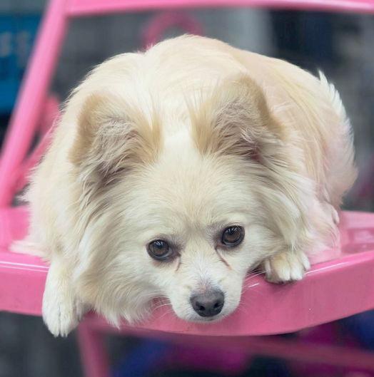 Enlarge Prince, a Adoptable Pomeranian in Anaheim Hills, CA image 2/3