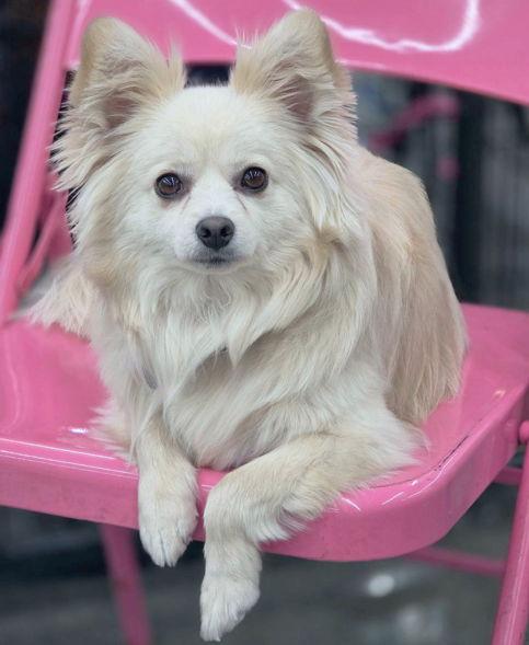 Enlarge Prince, a Adoptable Pomeranian in Anaheim Hills, CA image 3/3