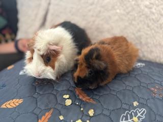 Richard & Piggles, Young Male Abyssinian