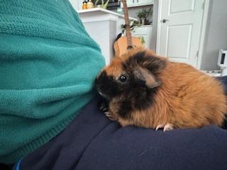 Richard & Piggles photo 4