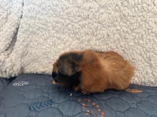 Richard & Piggles photo 5
