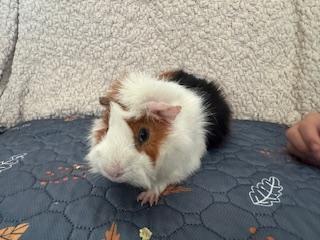 Richard & Piggles photo 3
