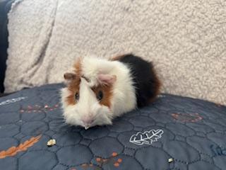Richard & Piggles photo 2