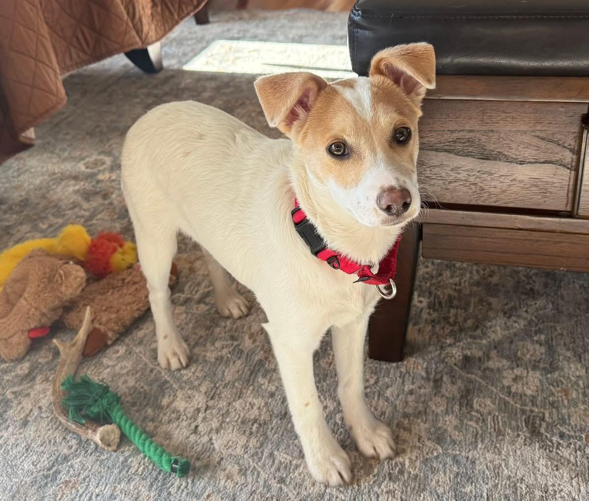 Enlarge Shelby, an adopted mixed breed in Wappingers Falls, NY image 2/4