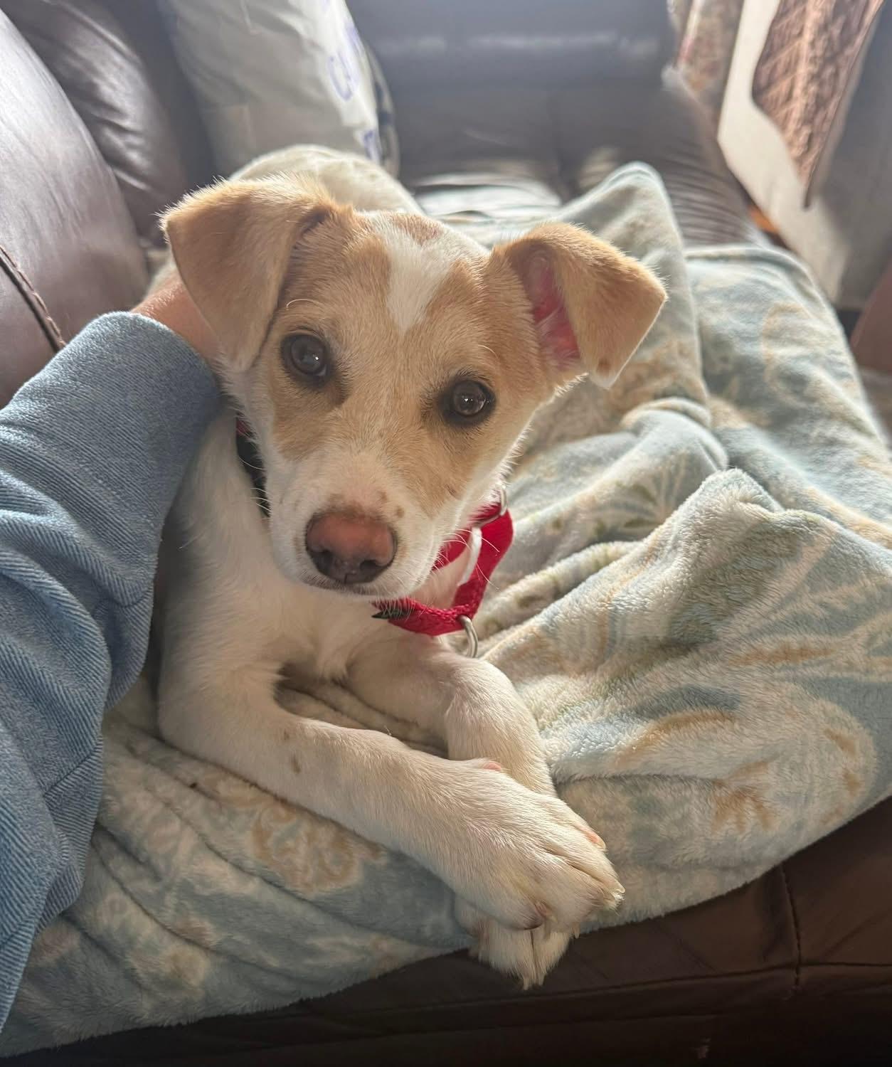Enlarge Shelby, an adopted mixed breed in Wappingers Falls, NY image 3/4