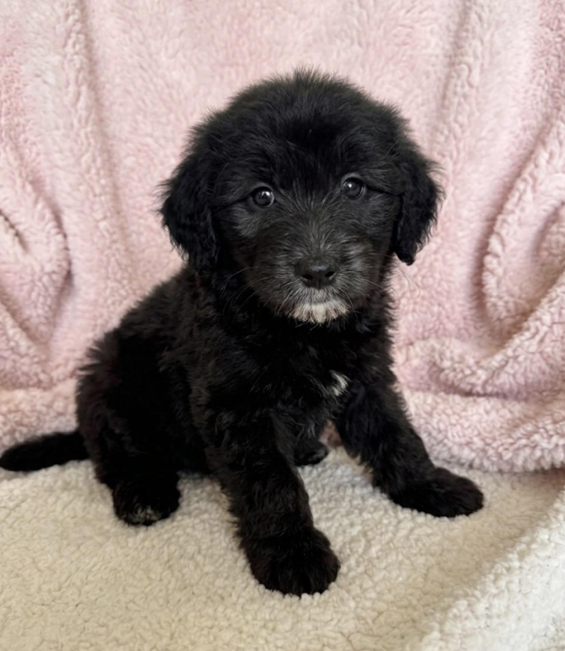 Enlarge Saffron , a ADOPTABLE mixed breed in Hales corners, WI image 2/2