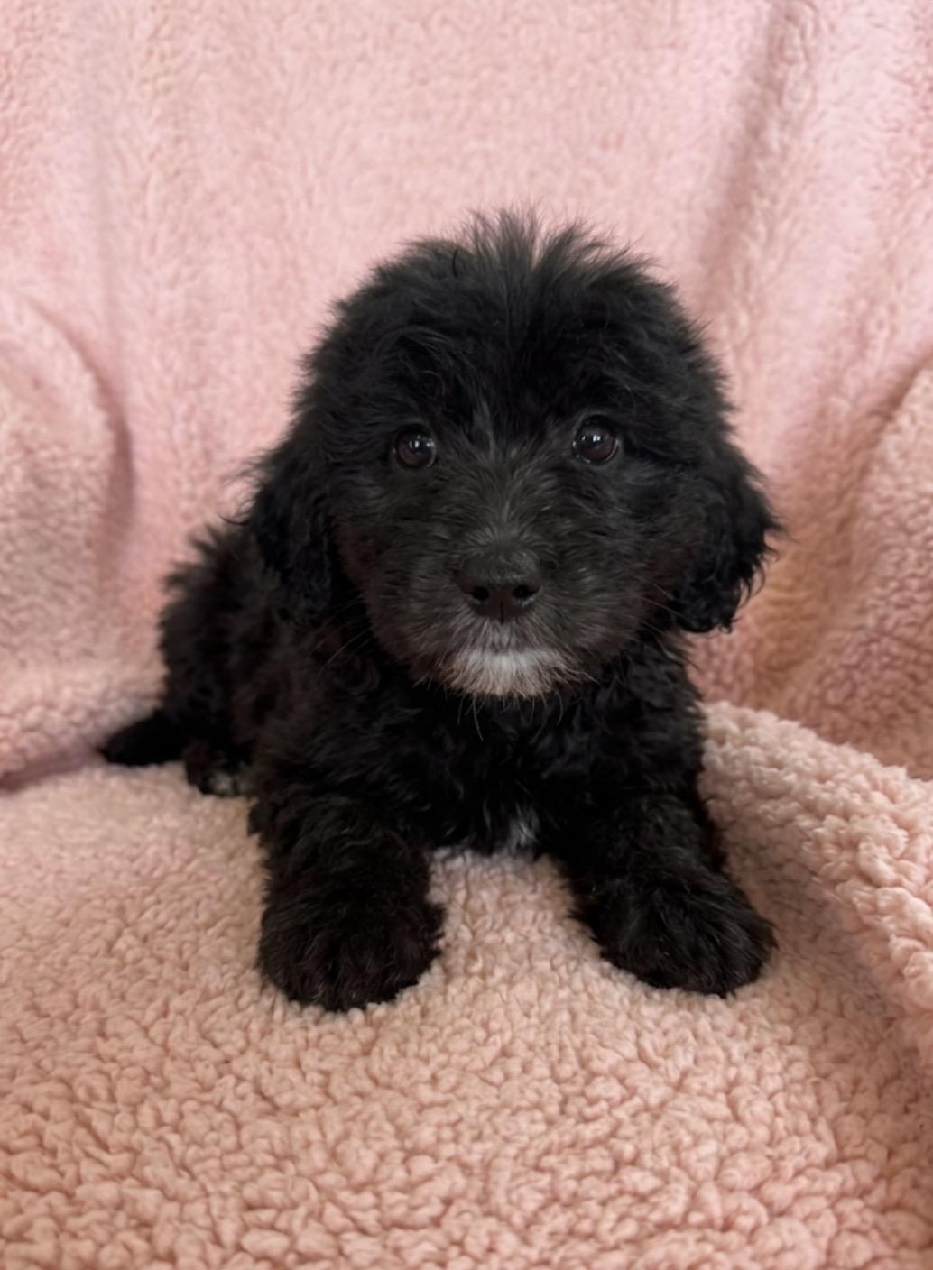 Enlarge Saffron , a ADOPTABLE mixed breed in Hales corners, WI image 1/2