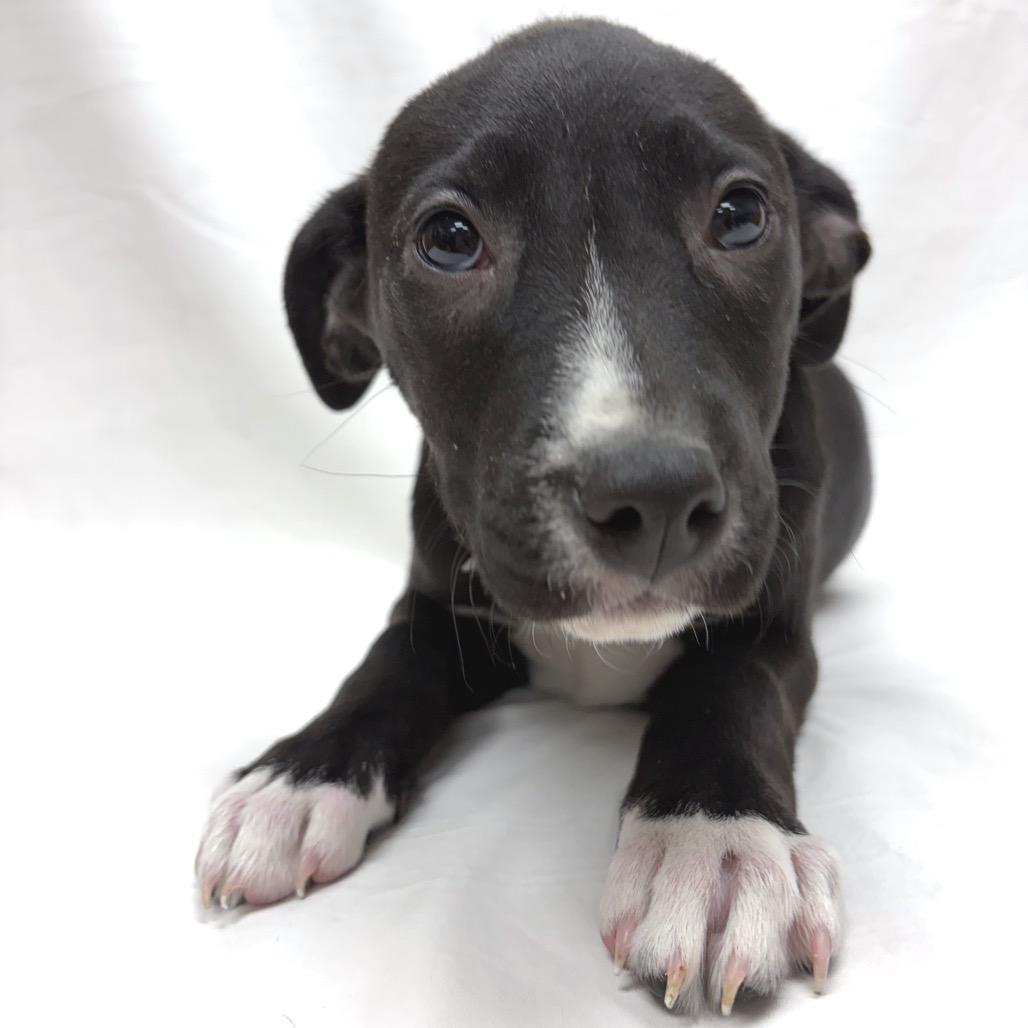 Enlarge 542 (2026) Ally, a Adoptable Shepherd in Parker, CO image 2/6