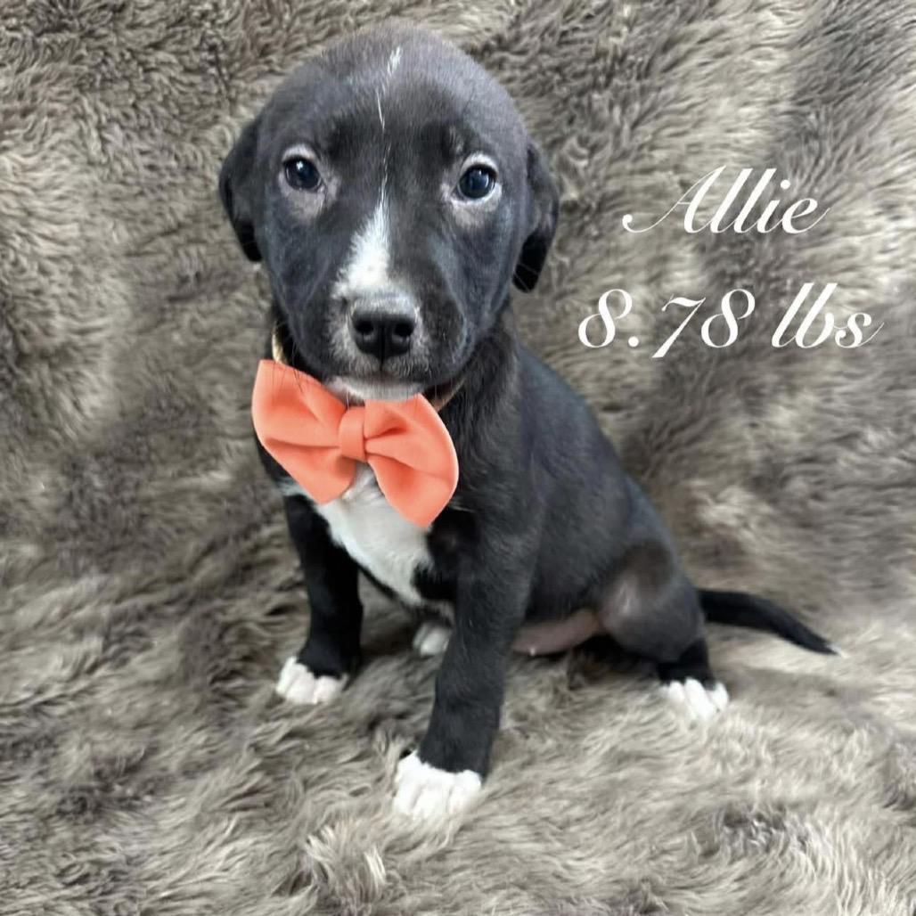 Enlarge 542 (2026) Ally, a Adoptable Shepherd in Parker, CO image 3/6