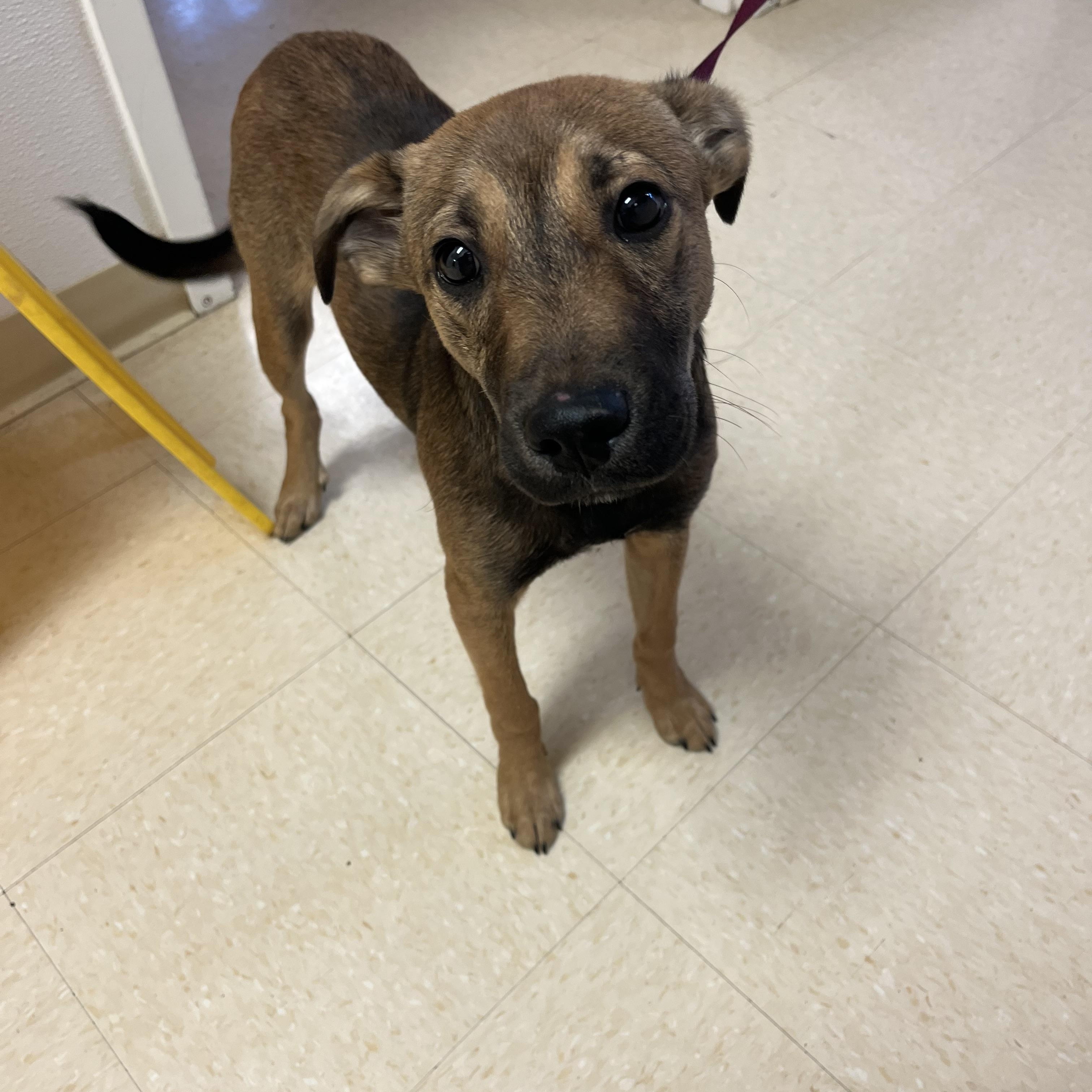 Enlarge Garth , an adopted mixed breed in Loudon, TN image 3/3