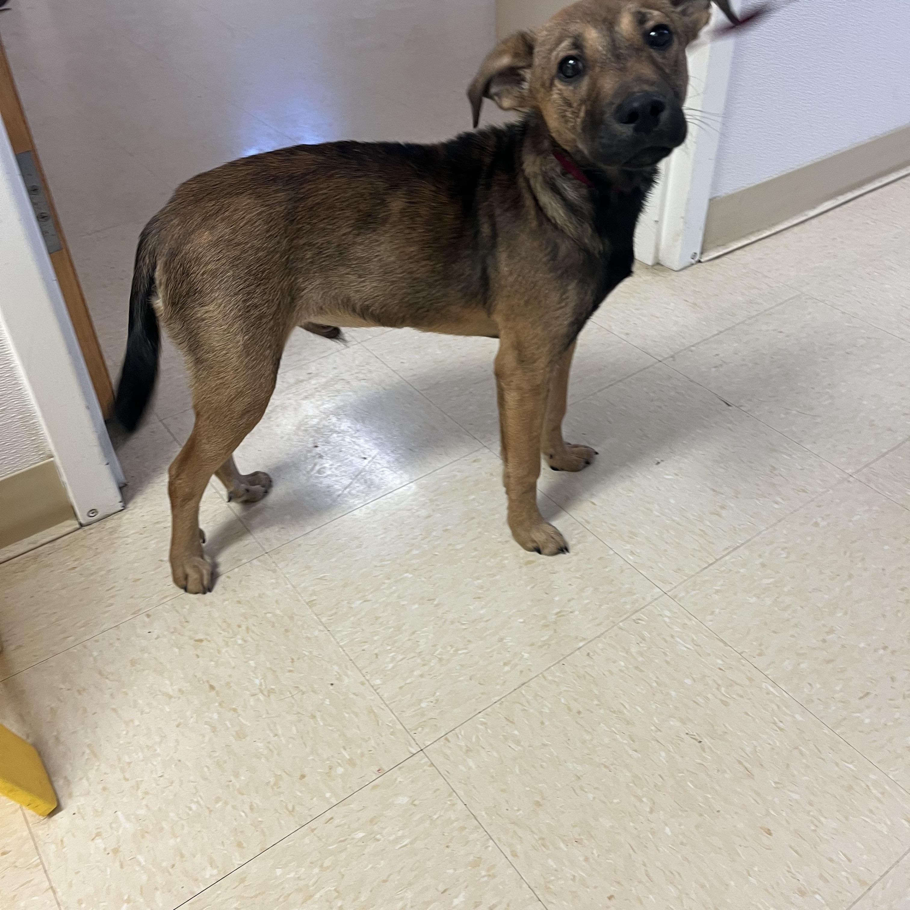 Enlarge Garth , an adopted mixed breed in Loudon, TN image 2/3