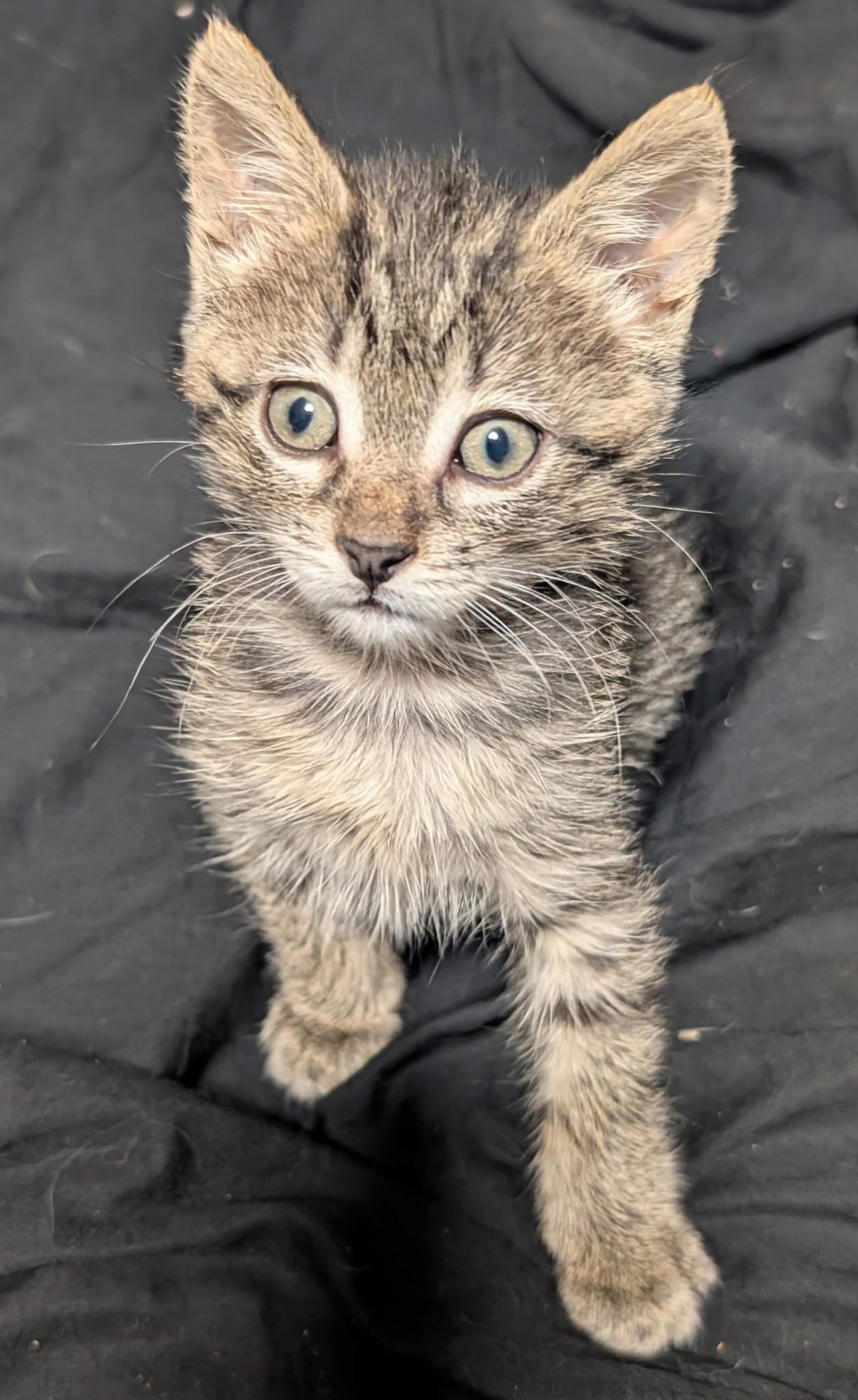 Enlarge Churro, a Adoptable Domestic Short Hair in Sartell, MN image 1/1