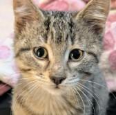 Enlarge Churro, a Adoptable Domestic Short Hair in Sartell, MN image 1/1