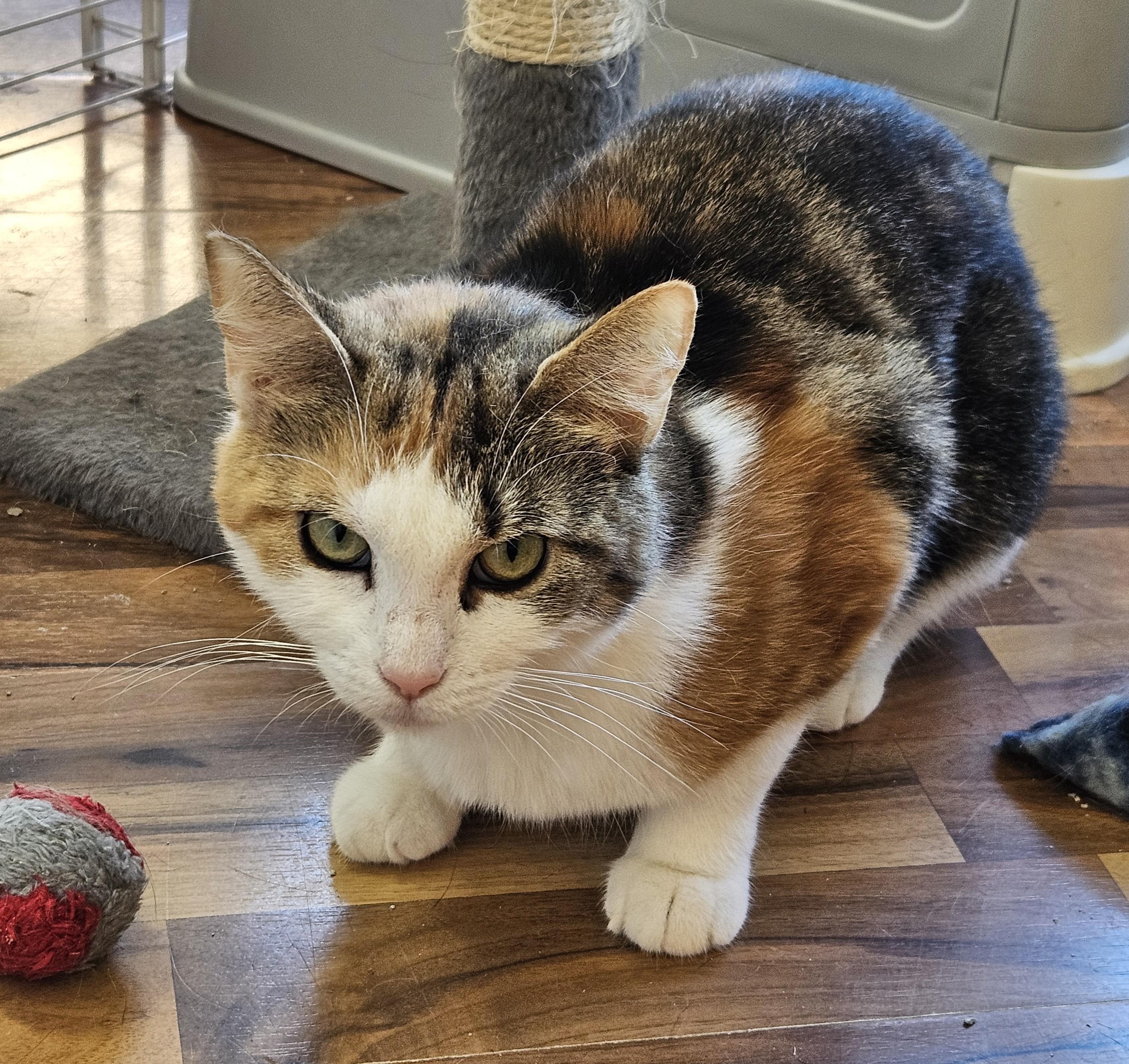 Harlowe, ADOPTABLE, Adult Female Domestic Short Hair.