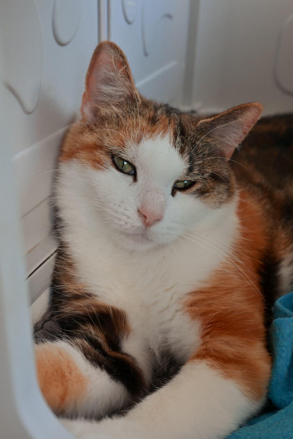 Enlarge Harlowe, a ADOPTABLE Domestic Short Hair in Mississauga, ON image 2/6