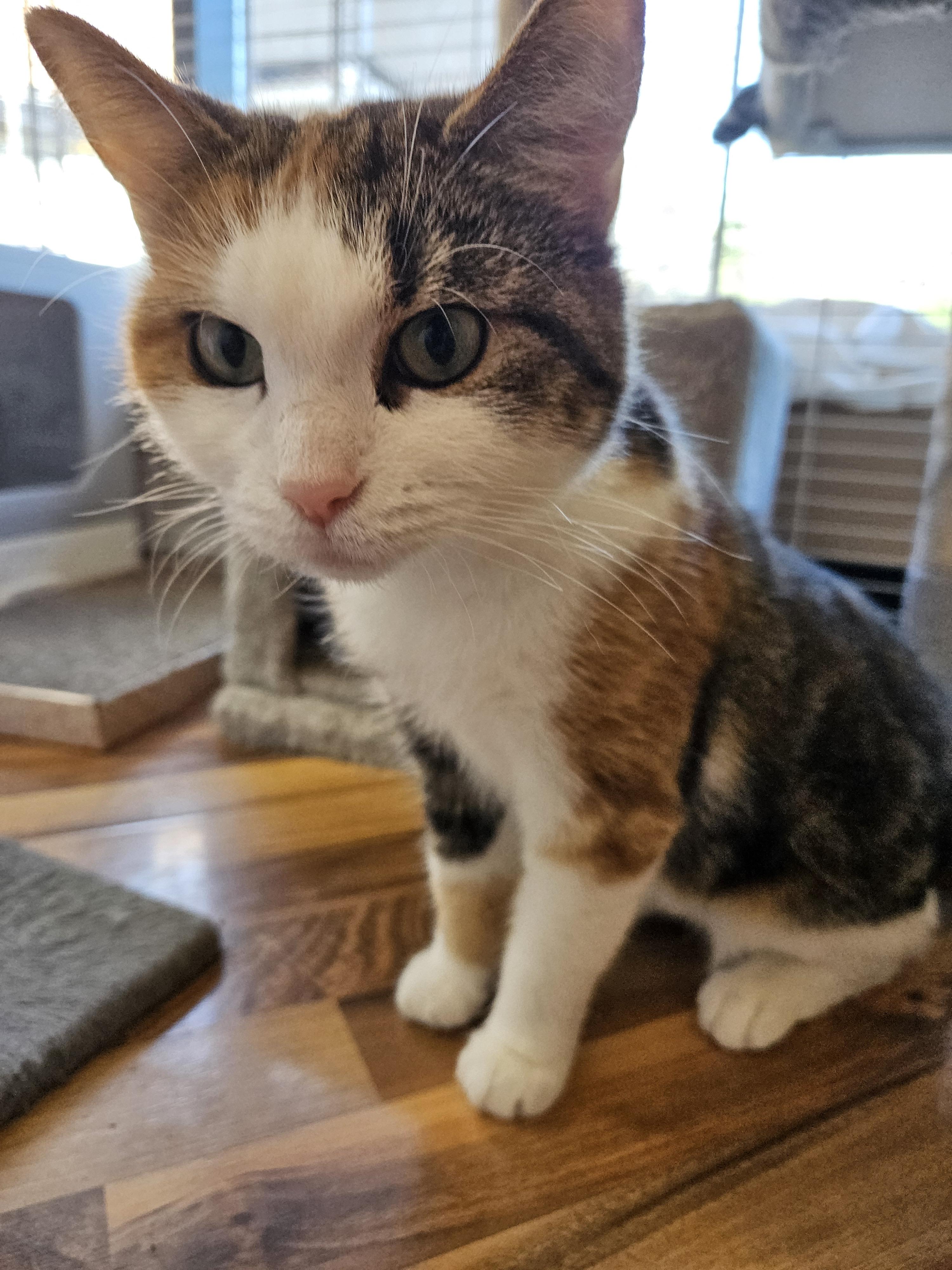 Enlarge Harlowe, a ADOPTABLE Domestic Short Hair in Mississauga, ON image 3/6