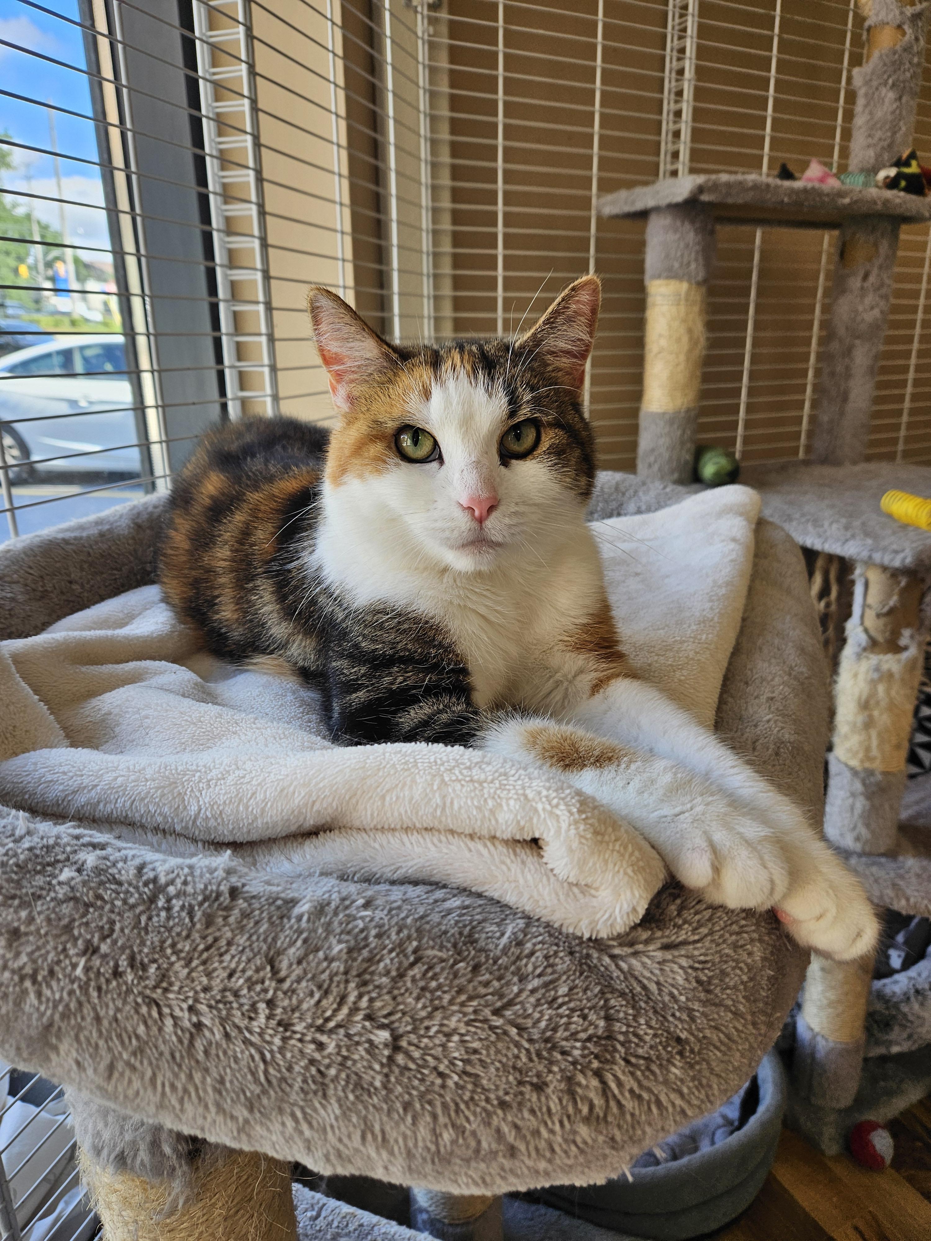 Enlarge Harlowe, a ADOPTABLE Domestic Short Hair in Mississauga, ON image 6/6