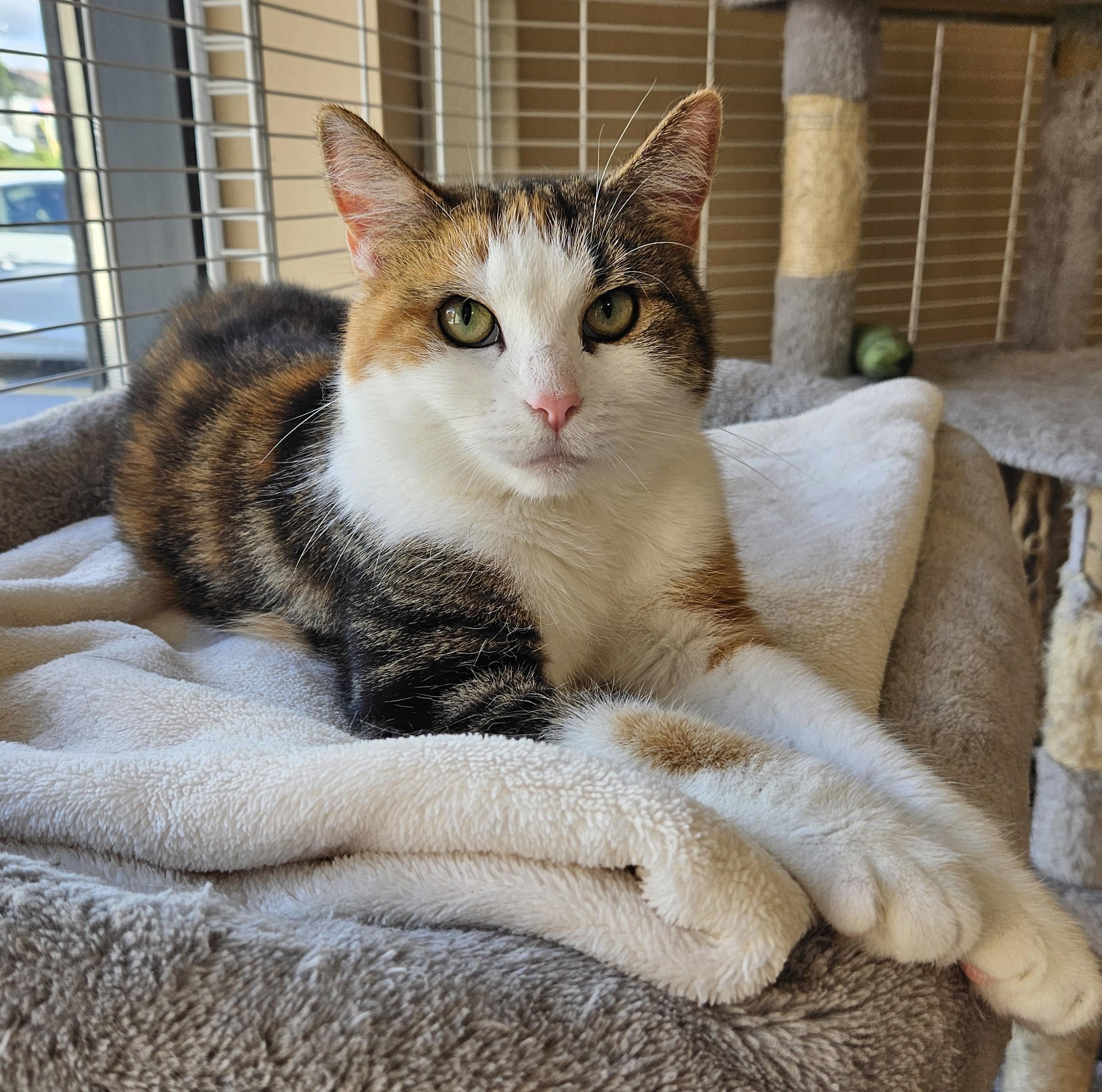 Enlarge Harlowe, a ADOPTABLE Domestic Short Hair in Mississauga, ON image 4/6