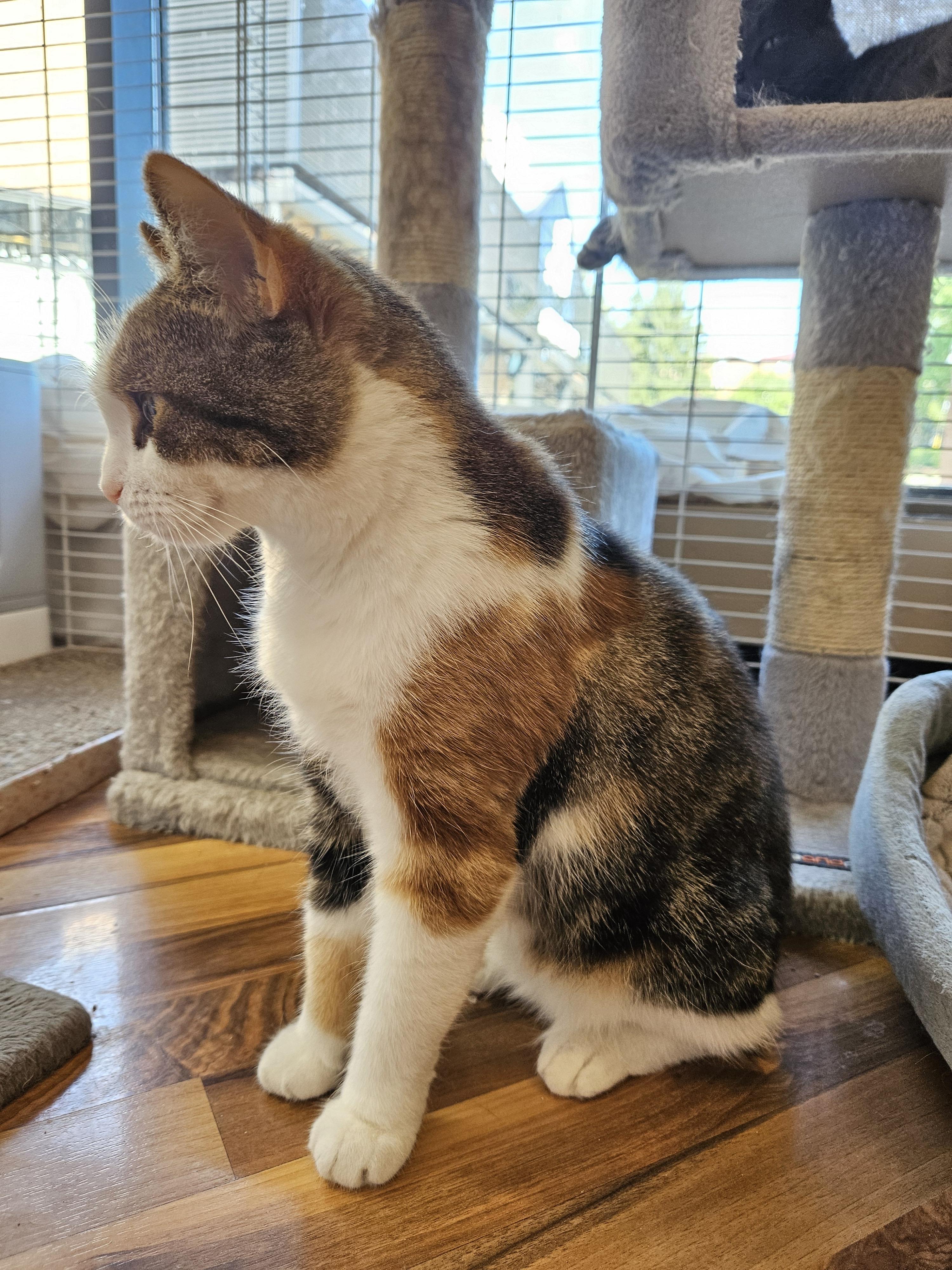 Enlarge Harlowe, a ADOPTABLE Domestic Short Hair in Mississauga, ON image 5/6